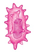 Cells of epidermis,keratinocyte