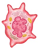 Cells of epidermis,Langerhans cell