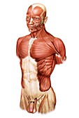Head and Trunk muscular groups