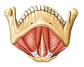 Muscles of the floor of mouth