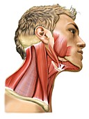 Masticatory muscles