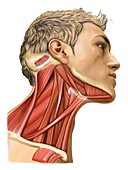 Cervical muscles