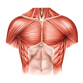 Muscles of the Thorax