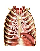 Muscles of anterior thoracic wall