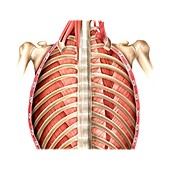 Muscles of posterior thoracic wall