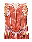 Muscles of trunk and abdomen
