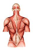 Muscles of trunk ,back