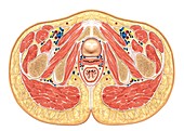 Muscles of pelvis floor cross section