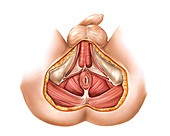 Muscles of perineum