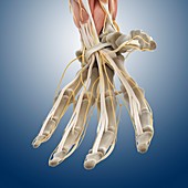 Carpal tunnel wrist anatomy,artwork