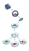 Types of stem cell,artwork