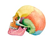 Human skull,artwork