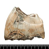Prehistoric rhinoceros tooth fossil