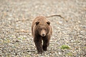 Brown bear cub,Alaska,USA