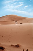 Desert sand dune and camel