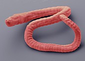Tubifex worm,SEM