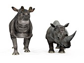 Brontotherium and rhino compared,artwork