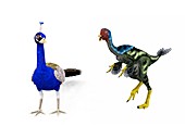 Caudipteryx and peacock compared,artwork