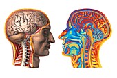 Brain,historical artwork and MRI scan