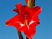 Gladiolus sp. flower