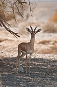 Dorcas Gazelle (Gazella dorcas)