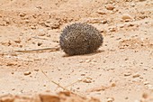 Desert Hedgehog (Paraechinus aethiopicus)