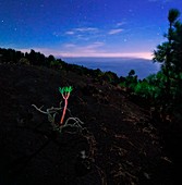 Euphorbia balsamifera under night sky