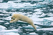 Polar bear jumping across ice floes