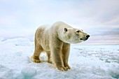 Close up of a standing polar bear