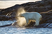 Polar bear shaking water off