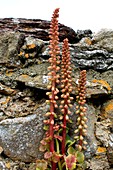 Navelwort (Umbilicus rupestris)