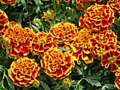 French marigold 'Colossus' (Tagetes)