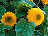 Sunflower (Helianthus annuus Tuberosus)