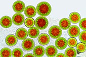 Haematococcus algae,light micrograph