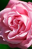 Rose (Rosa hybrid)