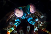 Mantis shrimp head