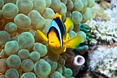 Clownfish in anemone