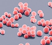 Staphylococcus epidermidis bacteria,SEM