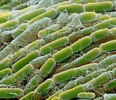 Bacillus megaterium bacteria,SEM
