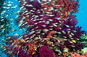 Red sea dwarf sweepers and soft coral