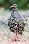 Red-necked francolin