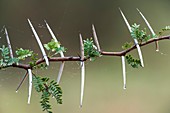 Sweet thorn (Vachellia karroo)