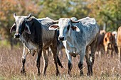 Mozambican cattle