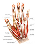 Muscles of the hand,artwork