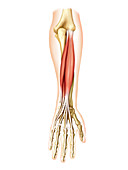 Posterior muscles of forearm,artwork