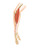 Superficial muscles of forearm,artwork