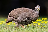 Cape spurfowl