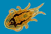 Chicken mite,light micrograph