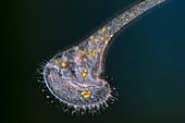 Stentor protozoan,light micrograph
