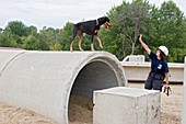 Training search and rescue dogs